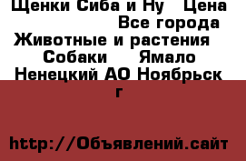 Щенки Сиба и Ну › Цена ­ 35000-85000 - Все города Животные и растения » Собаки   . Ямало-Ненецкий АО,Ноябрьск г.